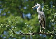 Observer les oiseaux en Alsace dans leur milieu naturel
