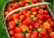 O cueillir des fraises en Alsace ?