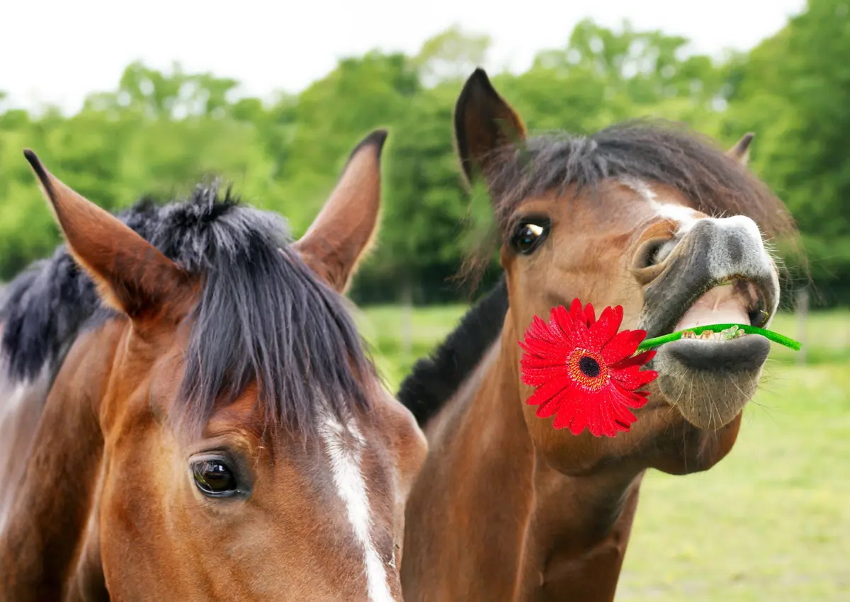 L’Amour est dans le pré s’invite en Touraine : une quinzaine d’anciens candidats à rencontrer ce week-end