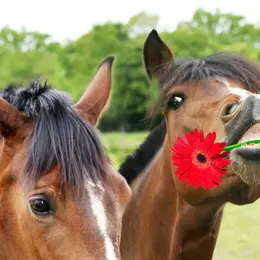 L’Amour est dans le pré s’invite en Touraine : une quinzaine d’anciens candidats à rencontrer ce week-end