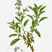 Conférence - Les plantes médicinales, par Elise Bain