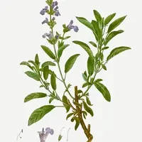 Conférence - Les plantes médicinales, par Elise Bain &copy; Pierre-Joseph Redouté