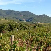 A la découverte du vin nature.