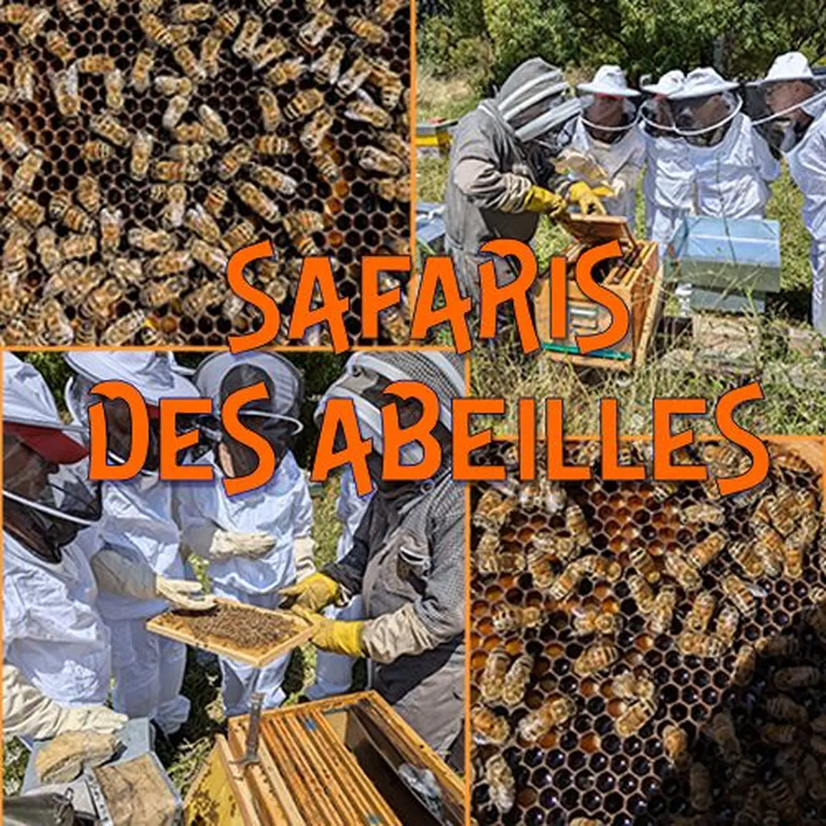 Safari des Abeilles - Mars