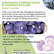 Champignons d'arrière-saison et hivernaux en plaine