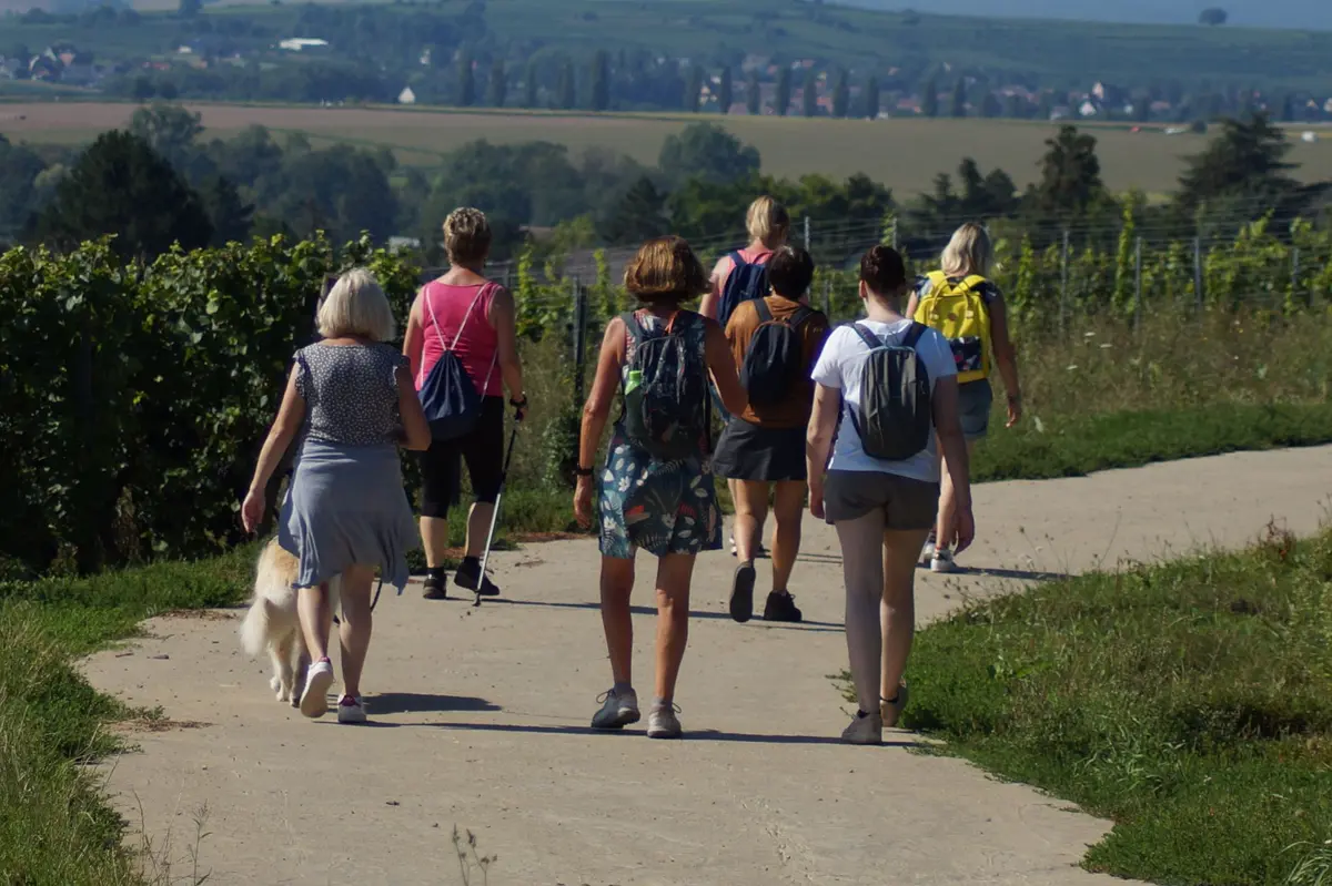 Balade accompagnée dans les vignes à Marlenheim