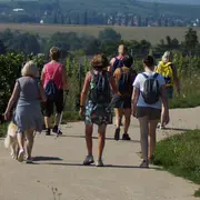 Balade accompagnée dans les vignes à Marlenheim