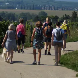 Balade accompagnée dans les vignes à Marlenheim