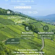 Balade à la découverte du cru Linsenberg