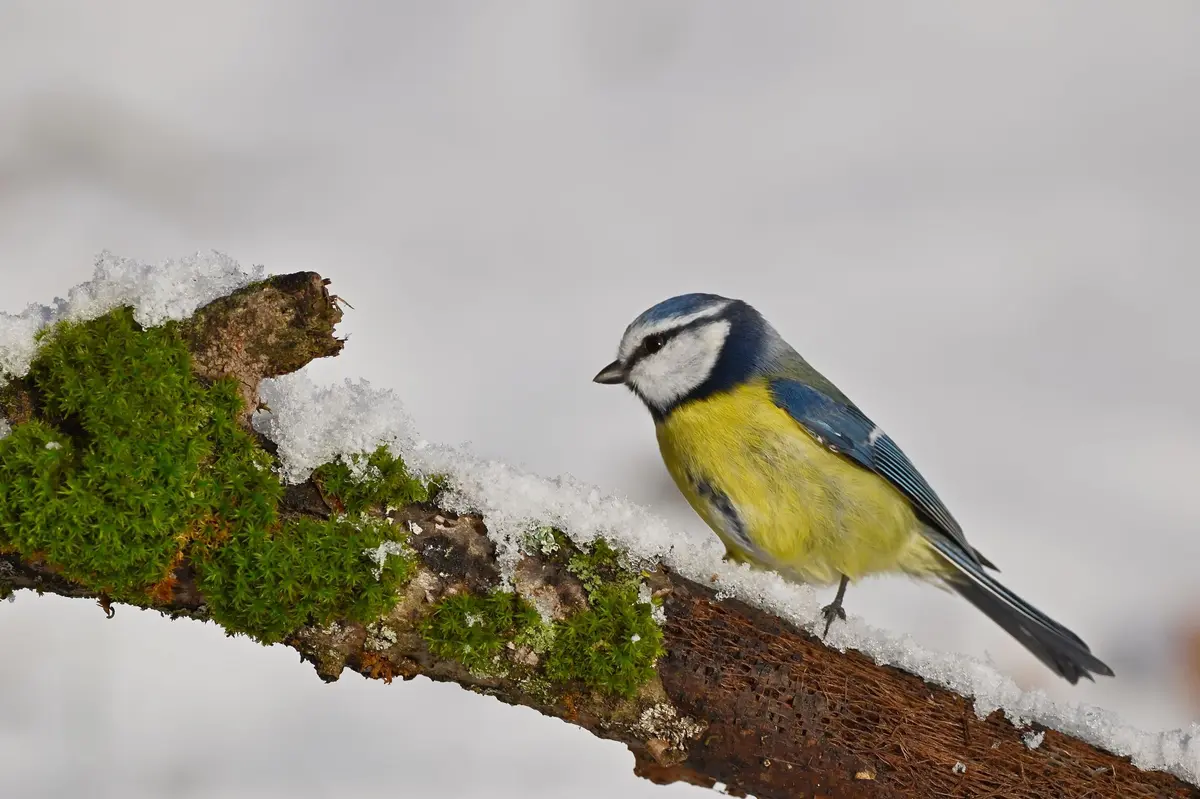 Atelier famille - Nourrir les oiseaux en hiver
