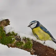 Atelier famille - Nourrir les oiseaux en hiver