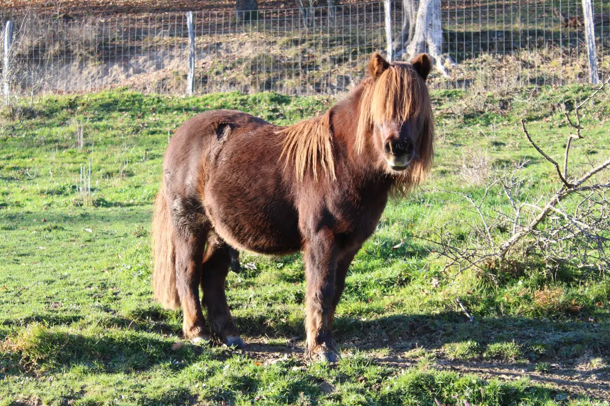 Programme des animations : Le Moyen-Âge