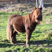 Programme des animations : Le Moyen-Âge