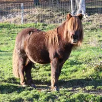 Programme des animations : Le Moyen-Âge &copy; La Ferme d'Argentin