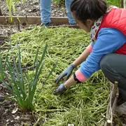 Paillez plus et arrosez moins pour produire de beaux légumes ! 