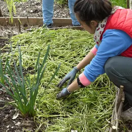 Paillez plus et arrosez moins pour produire de beaux légumes ! 