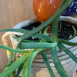 Atelier poterie : Fabrication d'une Olla