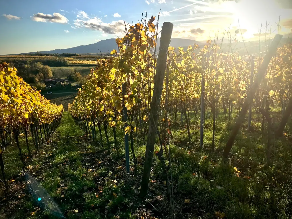 Les vins de Bourgogne