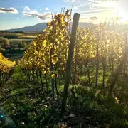 Les vins de Bourgogne