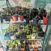 Chantier participatif ; 1,2,3 ... A nos plantations !