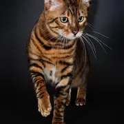 Exposition feline