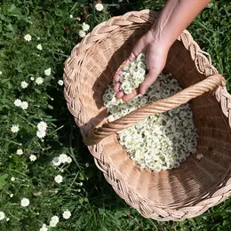  Les bienfaits des plantes – Conférence autour de l’exposition