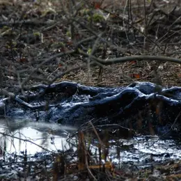 Sortie guidée Pétrole, Nature et Forêt. 