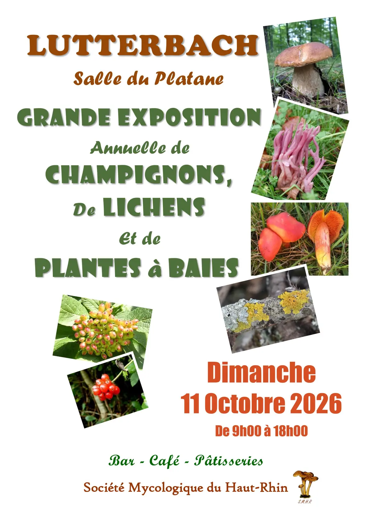Exposition de champignons et plantes à baies