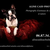  &copy; Aline Caid Photos 