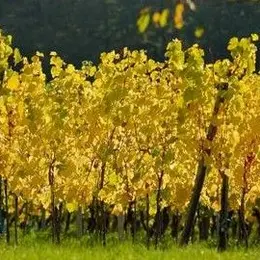 Domaine Rapp Jean et Guillaume