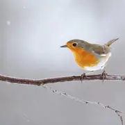 Découverte des oiseaux du Neuland