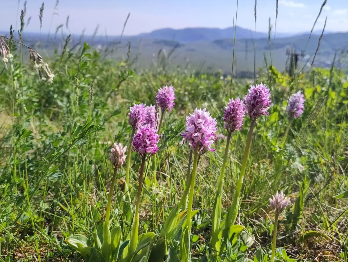 Balade découverte des orchidées sauvages