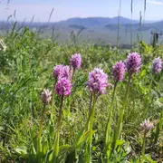 Balade découverte des orchidées sauvages
