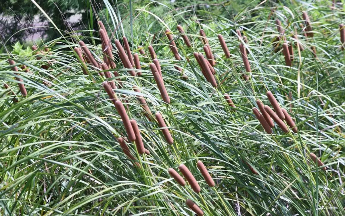 Atelier vannerie sauvage : fabriquer une pochette en massette et écorce