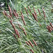 Atelier vannerie sauvage : fabriquer une pochette en massette et écorce