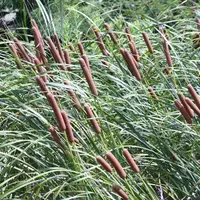 Atelier vannerie sauvage : fabriquer une pochette en massette et écorce &copy; Le Moulin Nature