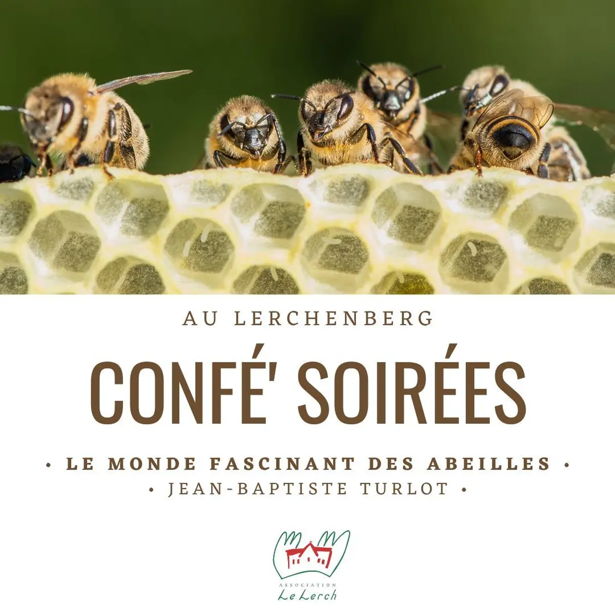 Confé' Soirées - Le monde fascinant des abeilles