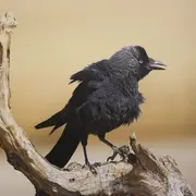 Exposition photo animalière