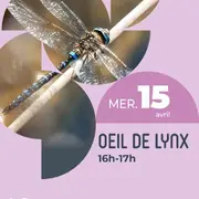 Œil de Lynx 