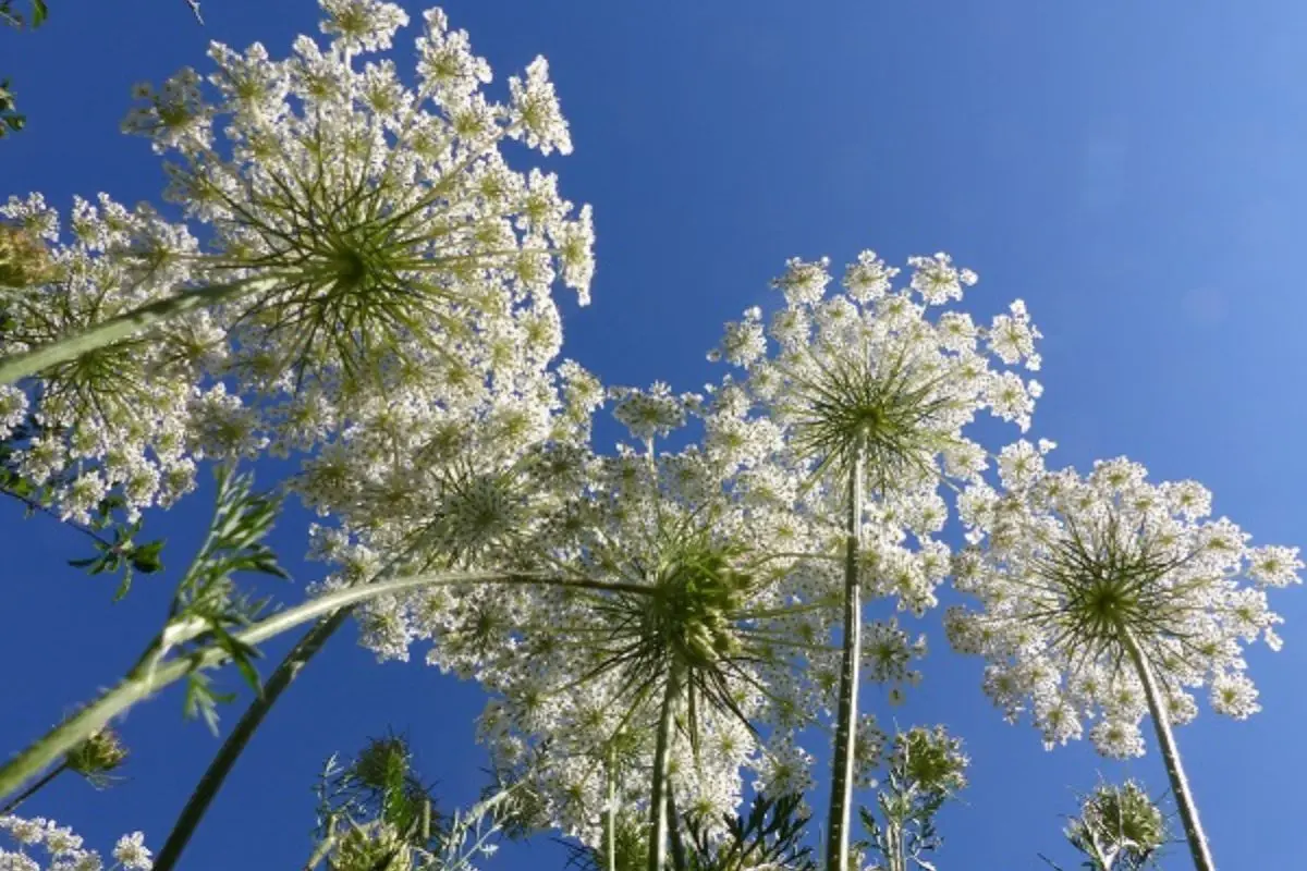 Balade nature : les plantes en chemin