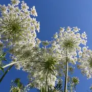 Balade nature : les plantes en chemin