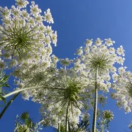 Balade nature : les plantes en chemin
