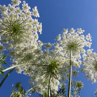 Balade nature : les plantes en chemin