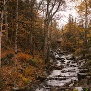 Une zone humide nichée en forêt
