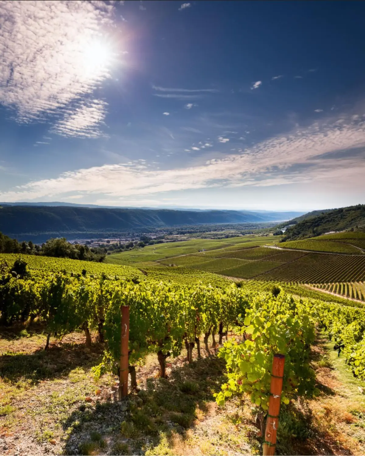 Les vins de Vallée du Rhône