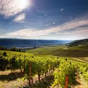 Les vins de Vallée du Rhône