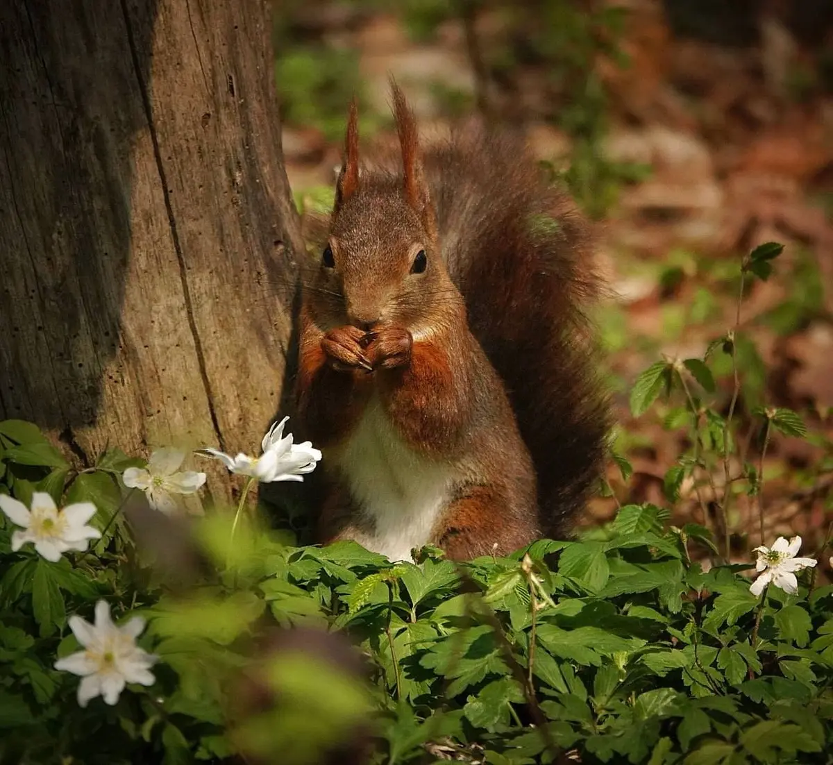 La fête du printemps au Parc Animalier de Sainte-Croix