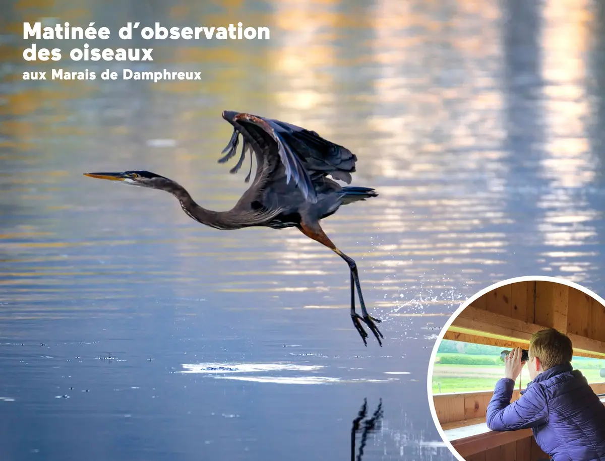 Matinée d’observation des oiseaux aux Marais de Damphreux