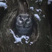 Le chant des forêts 
