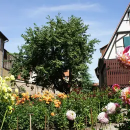Visite guidée : Corso Fleuri, les coulisses de la fête du Dahlia